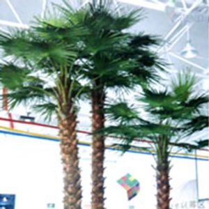 palm