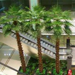 palm